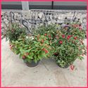 Bild von Hp25 Fuchsia Divers kleuren